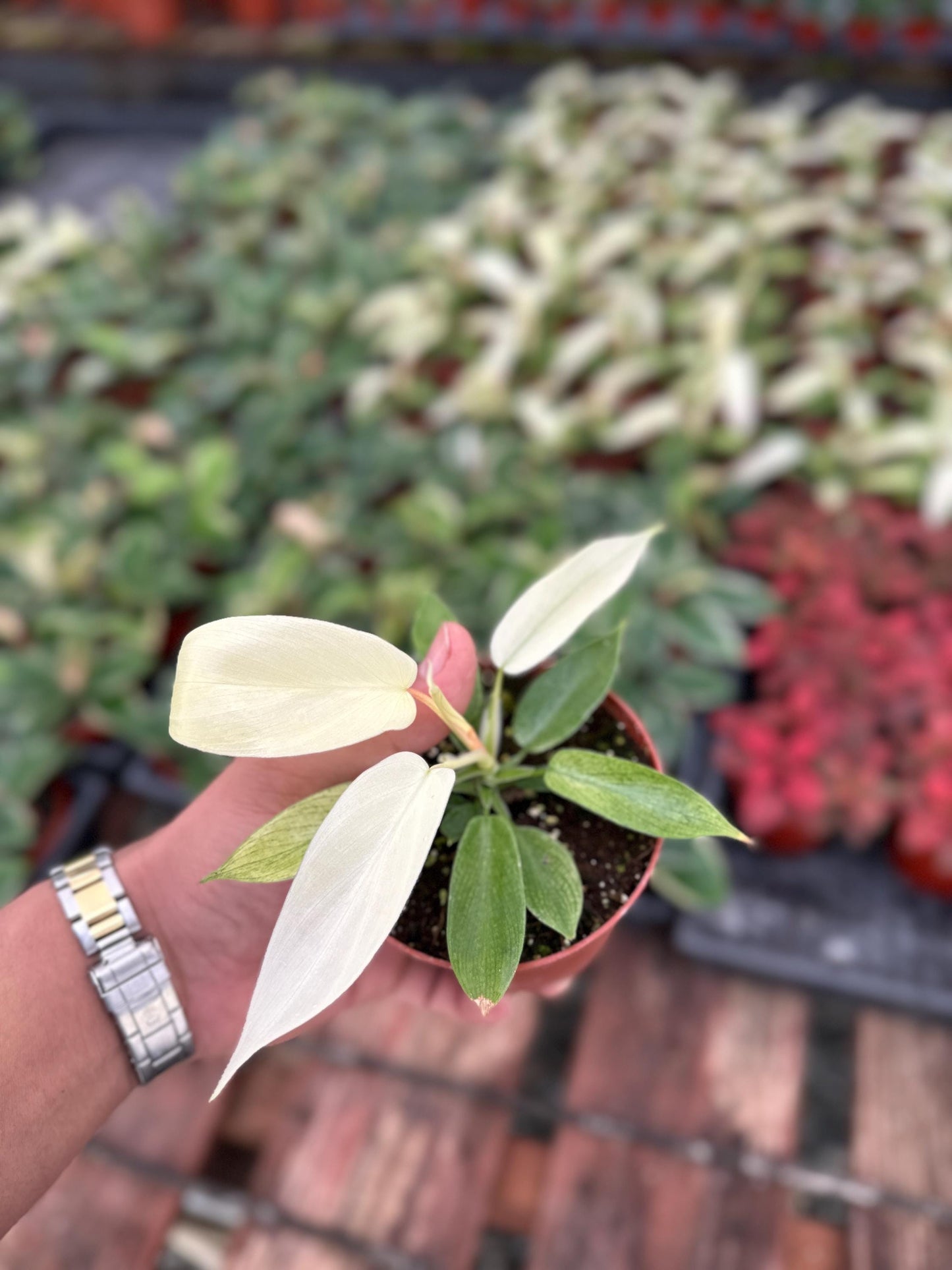 Rare Philodendron Florida Ghost - 4” from MyPlants