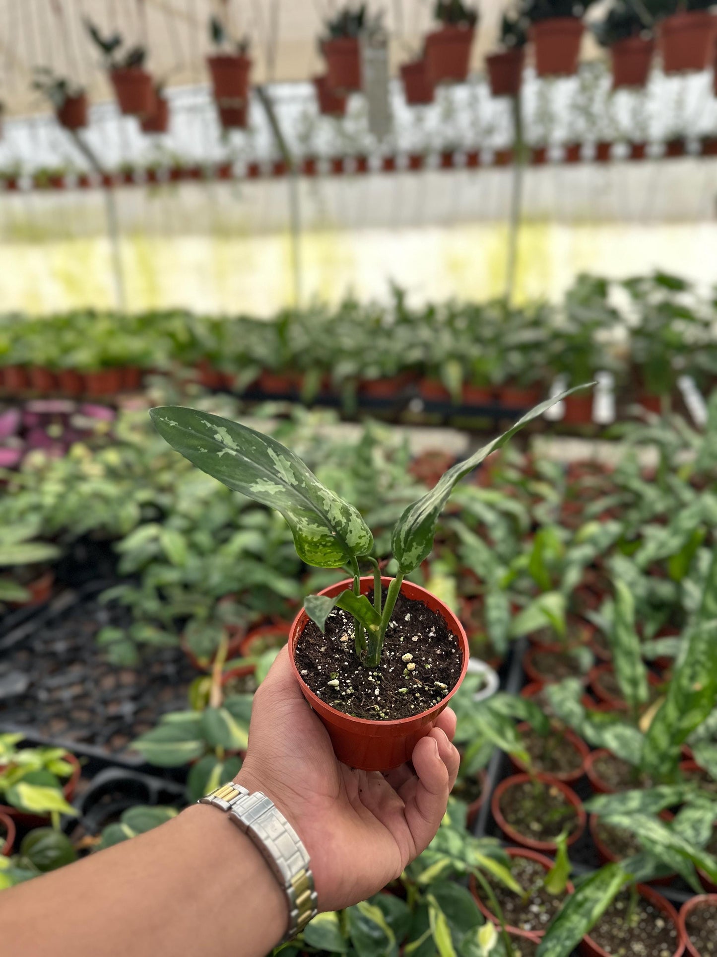 Aglonema Marie - 4" from MyPlants