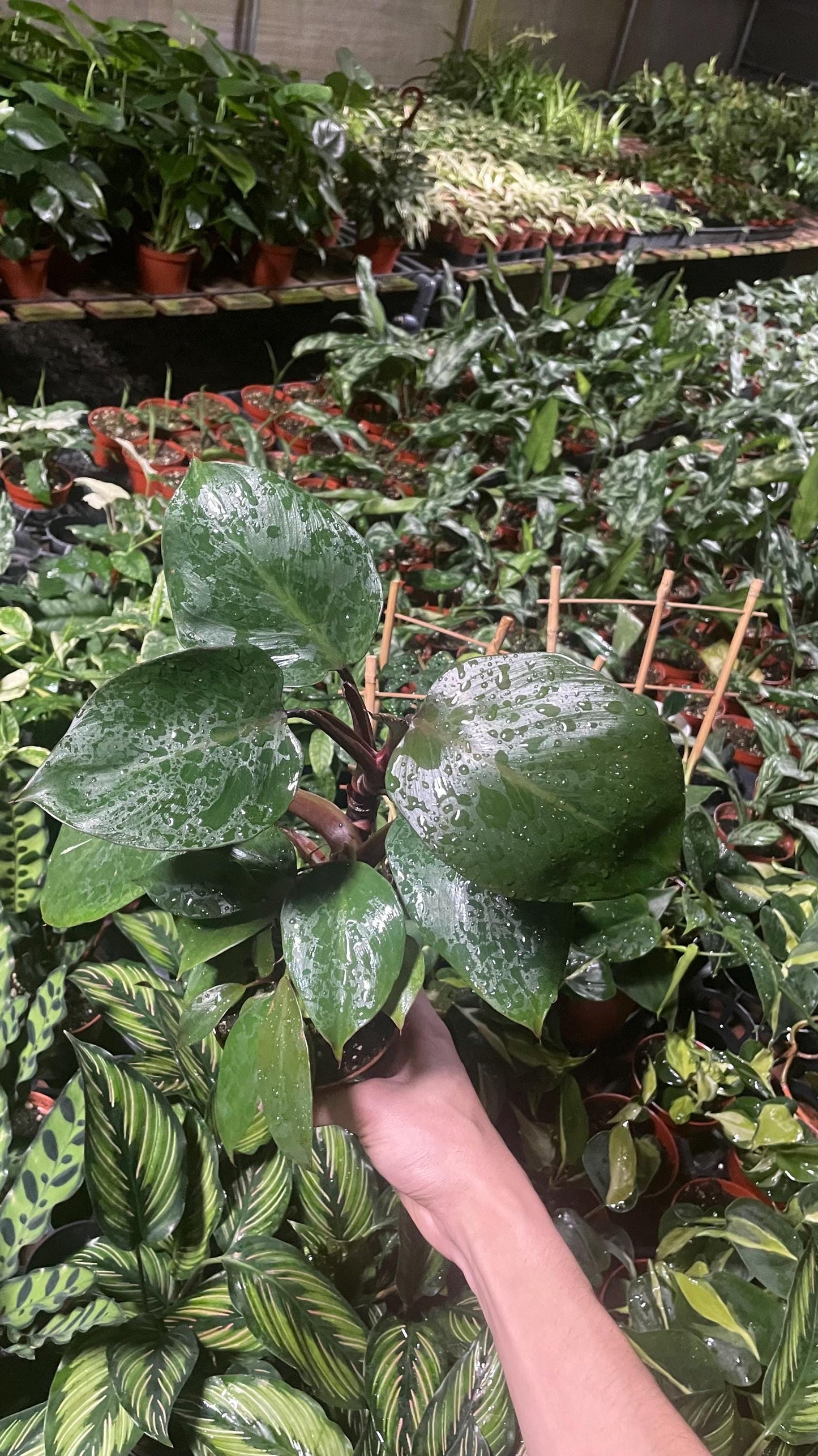 Reverted Philodendron White Knight - 4” from MyPlants