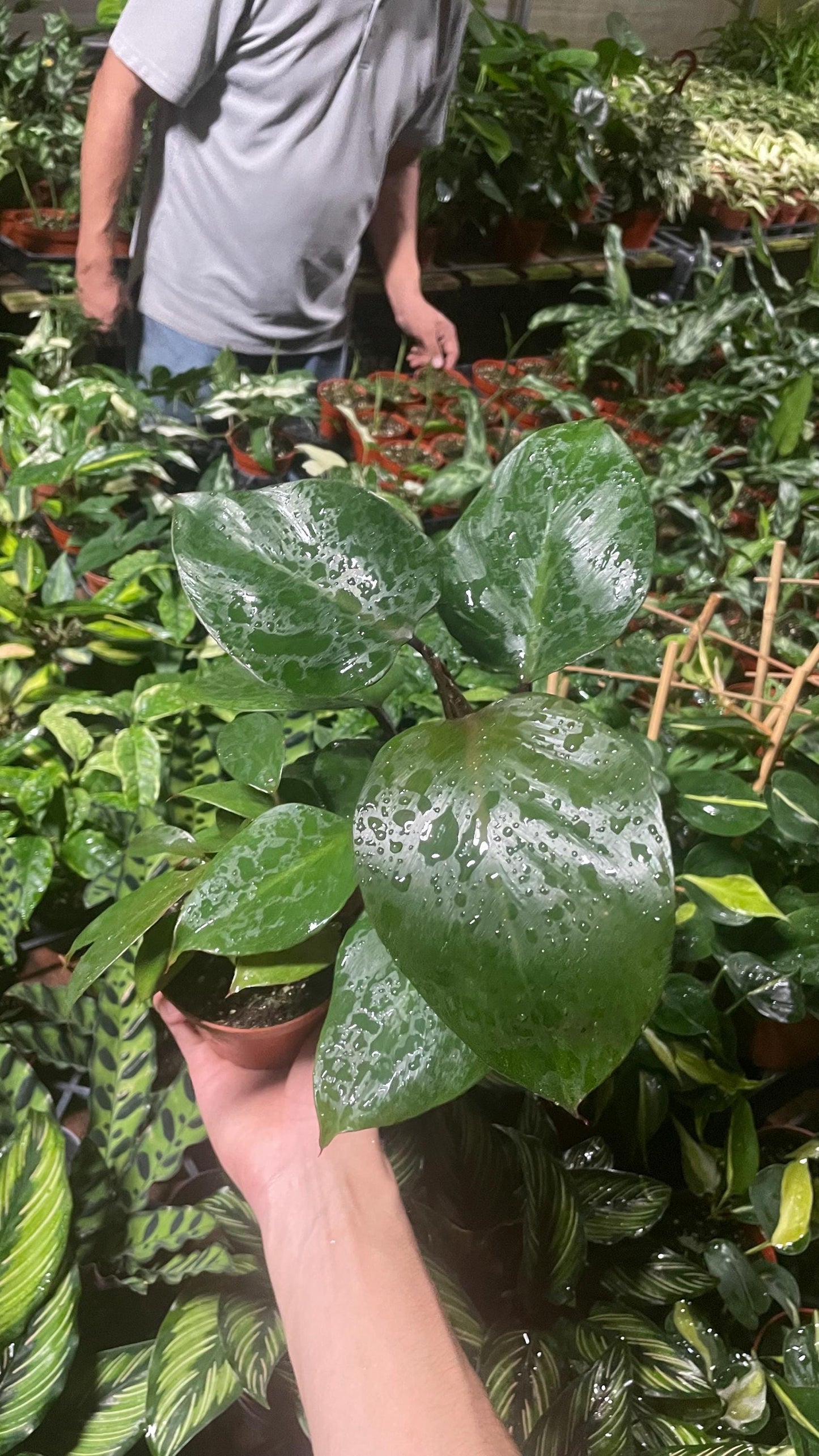 Reverted Philodendron White Knight - 4” from MyPlants