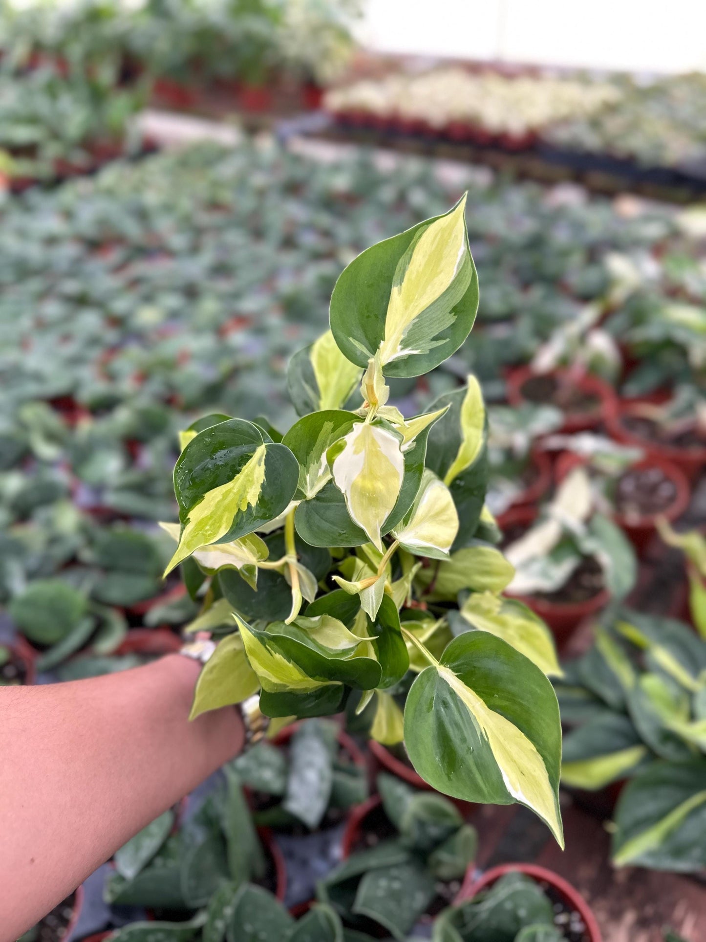 Philodendron Cream Splash - 4" from MyPlants