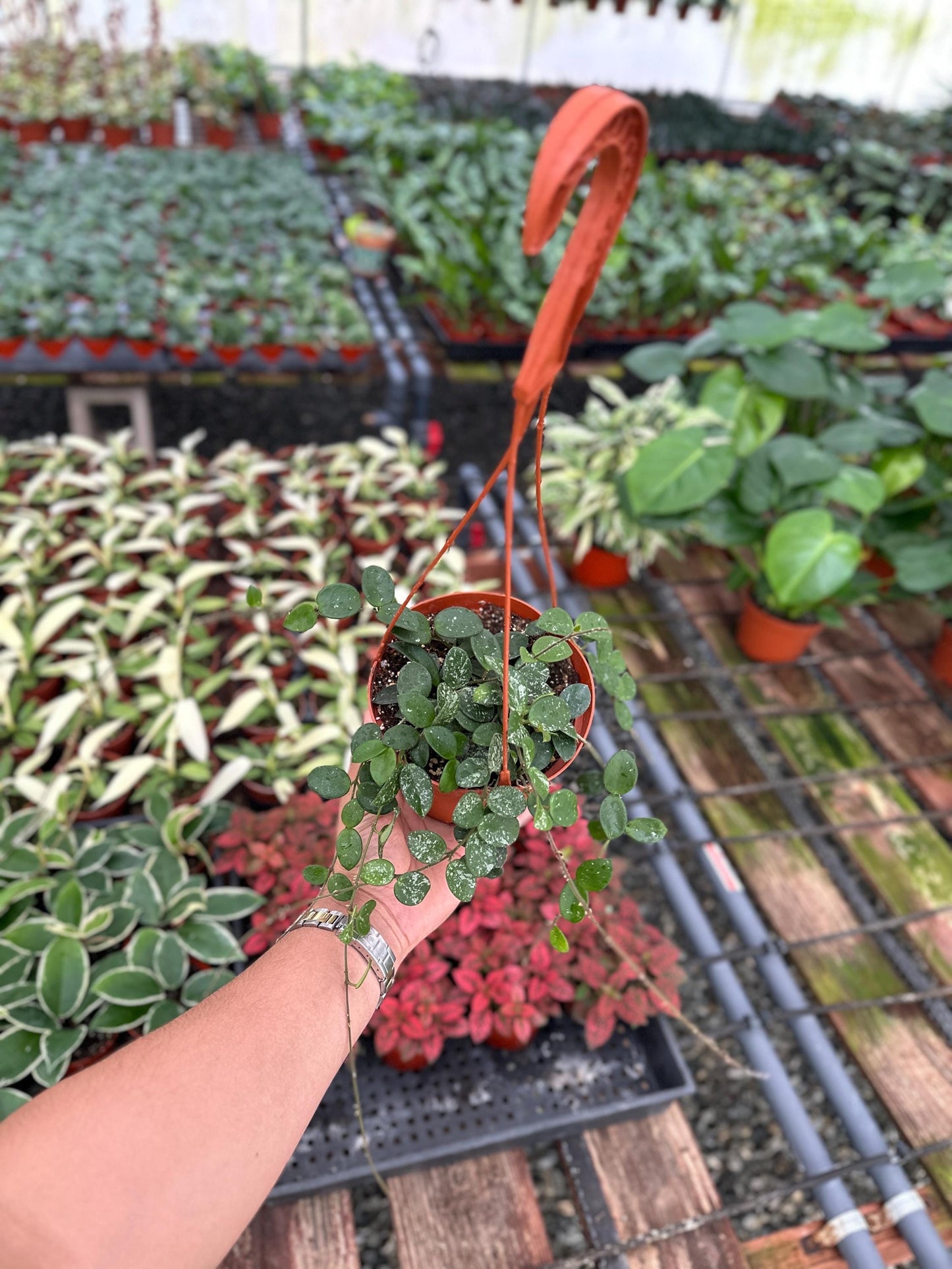 Hoya Mathilde Splash - 6" from MyPlants