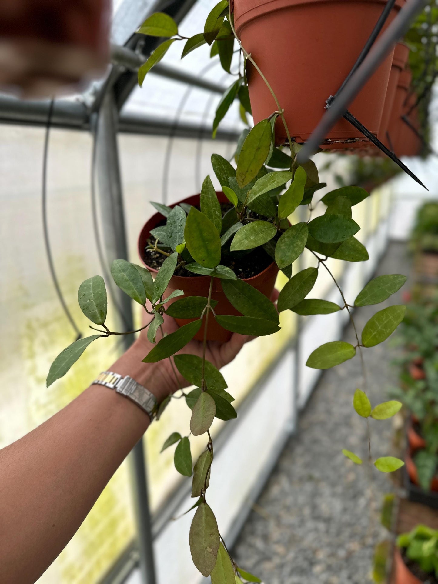 Hoya Elliptica - 6" from MyPlants