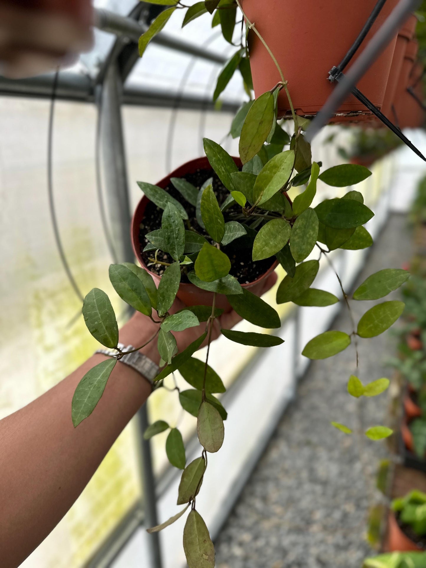 Hoya Elliptica - 6" from MyPlants