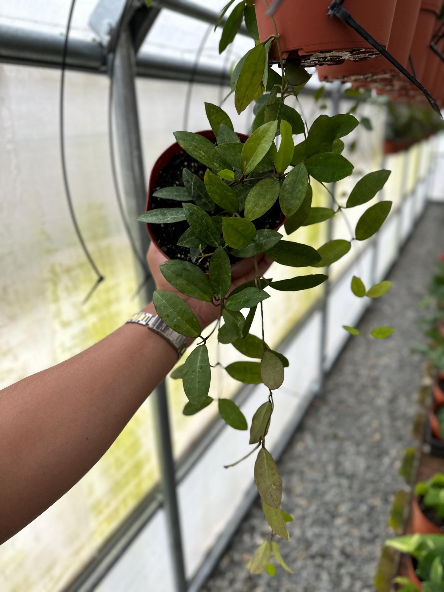 Hoya Elliptica - 6" from MyPlants